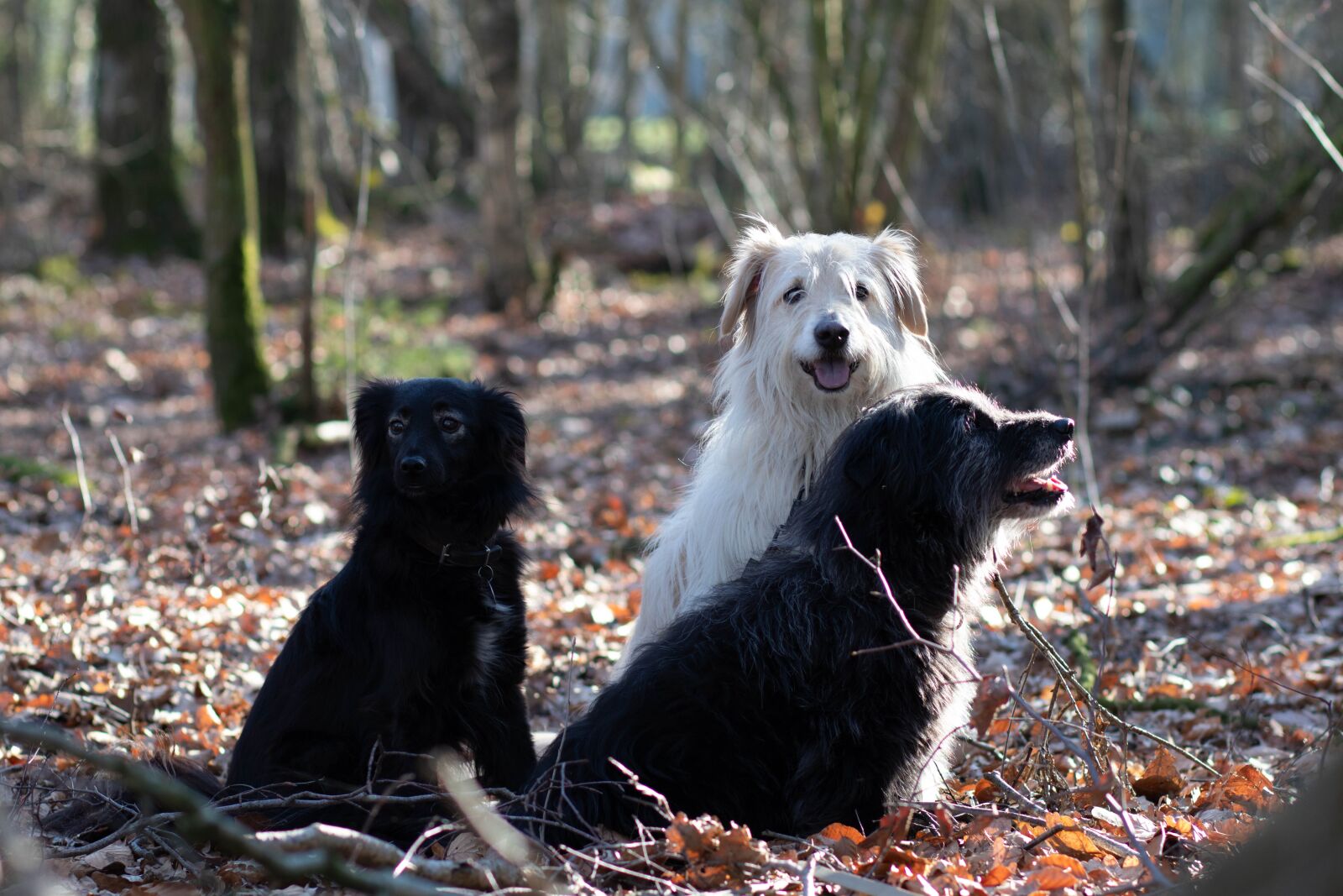 Canon EOS 80D + Canon EF 85mm F1.8 USM sample photo. Spring, dog, forest photography