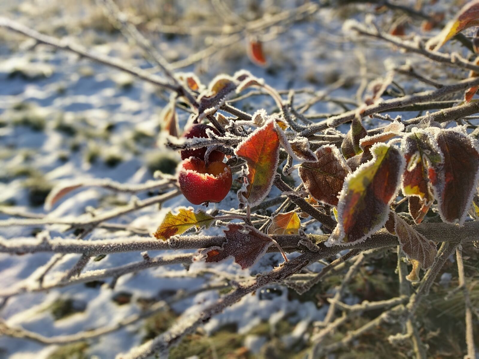 LG Nexus 5X sample photo. Apple branch, rime, eaten photography