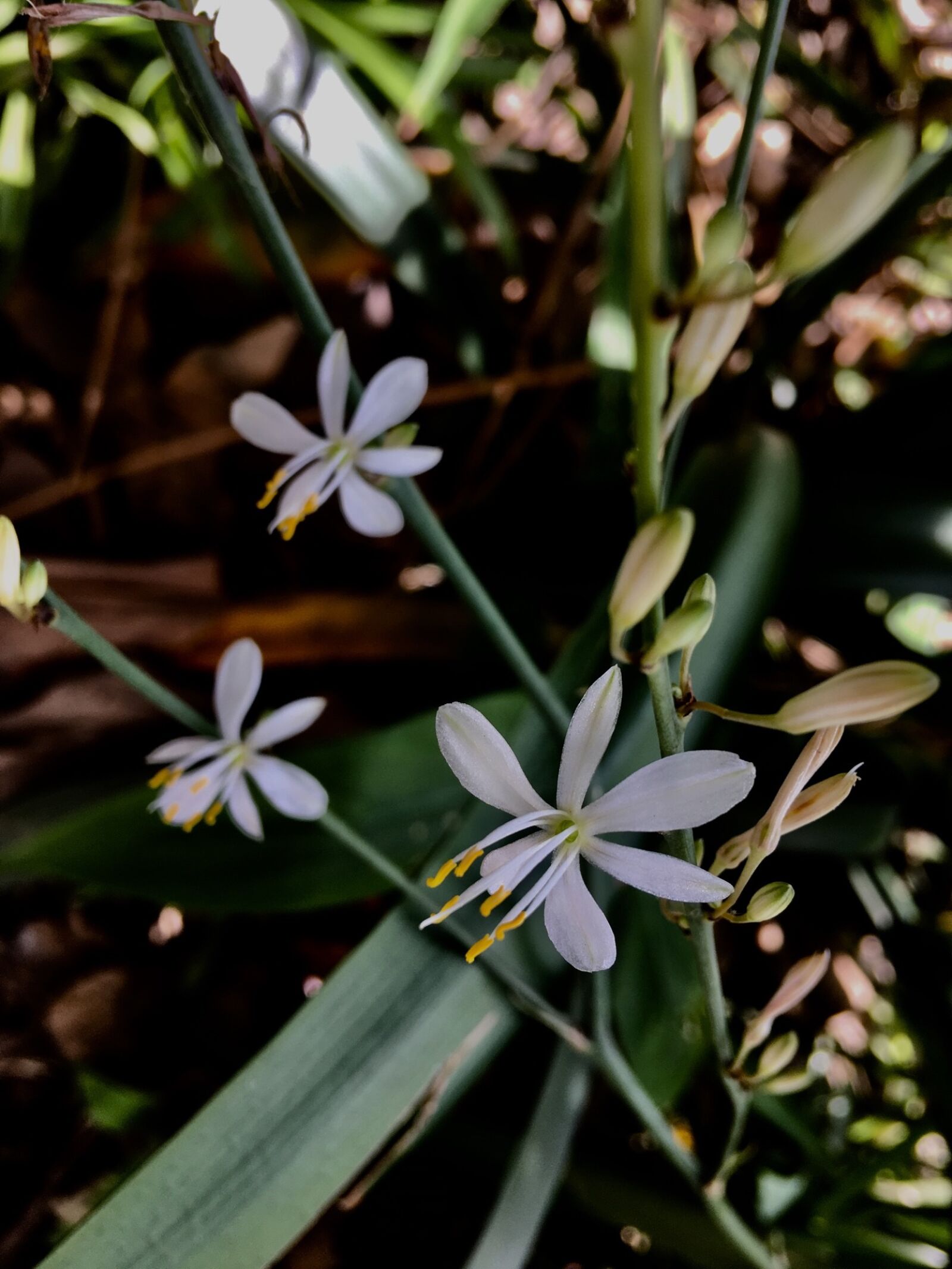 Apple iPhone 6s Plus sample photo. Wild, small flower, flowers photography