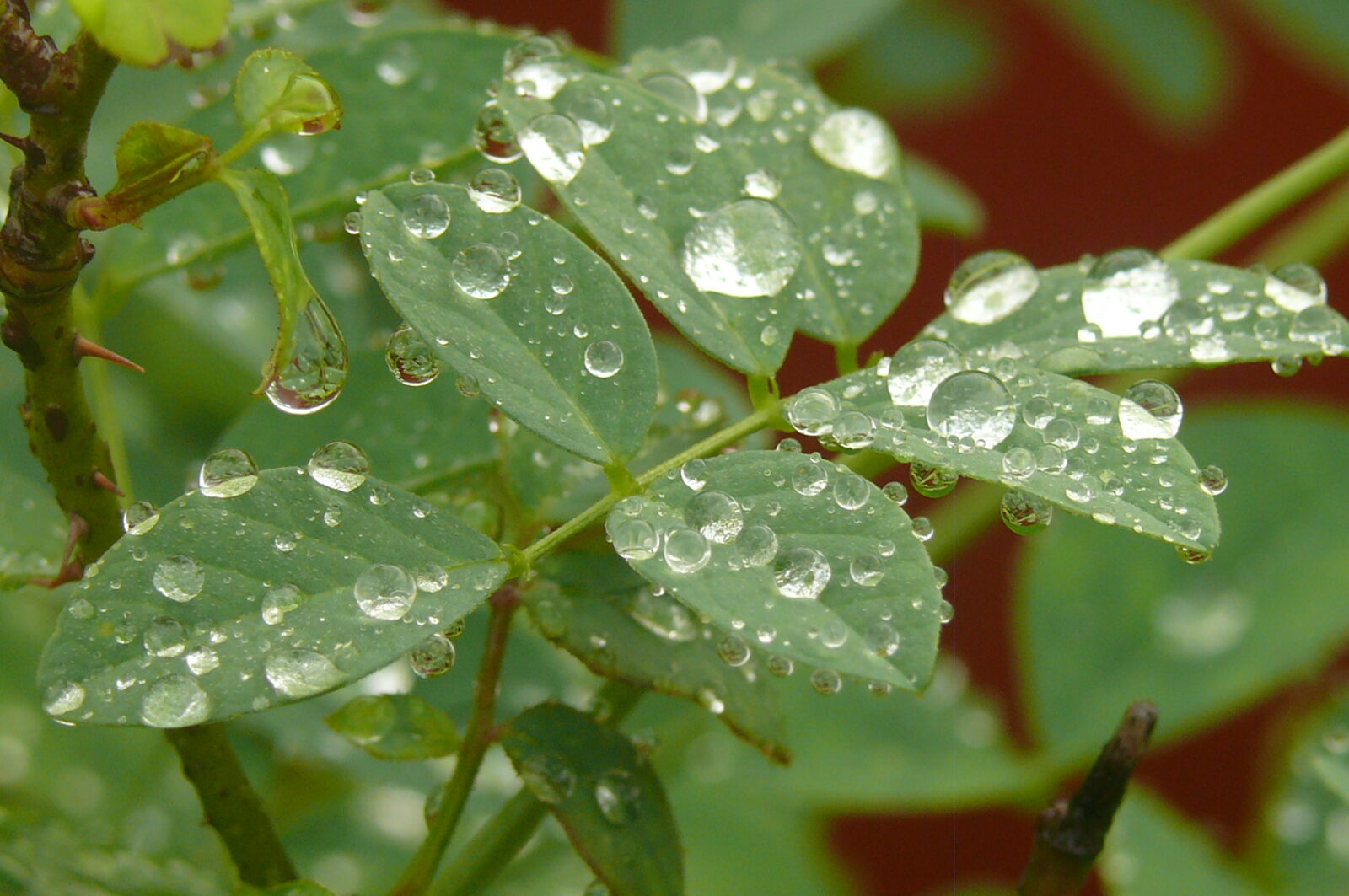 Panasonic DMC-FZ50 sample photo. Water, droplets, on, plant photography