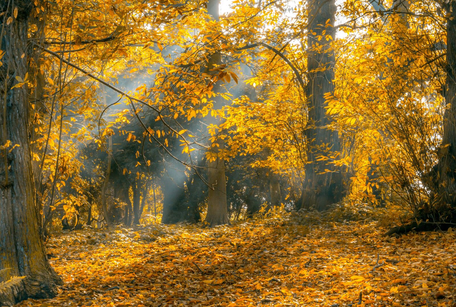 Nikon D7100 sample photo. Branch, leaf, landscape, tree photography