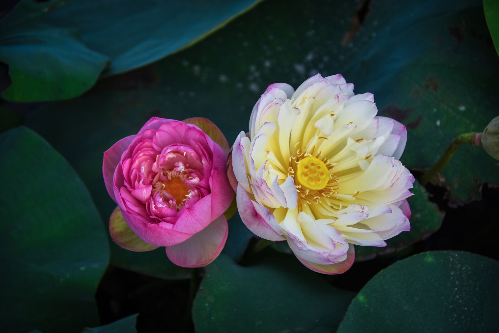 Nikon D7200 sample photo. Golden lotus border pink photography