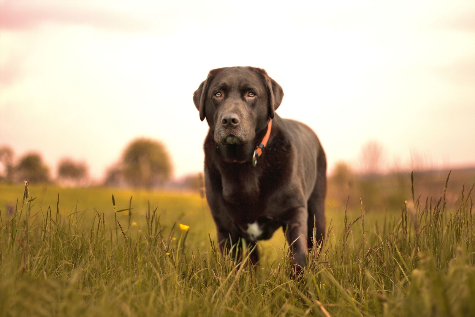 Canon EOS 700D (EOS Rebel T5i / EOS Kiss X7i) + Canon EF 50mm F1.8 II sample photo. Dog, nature photography
