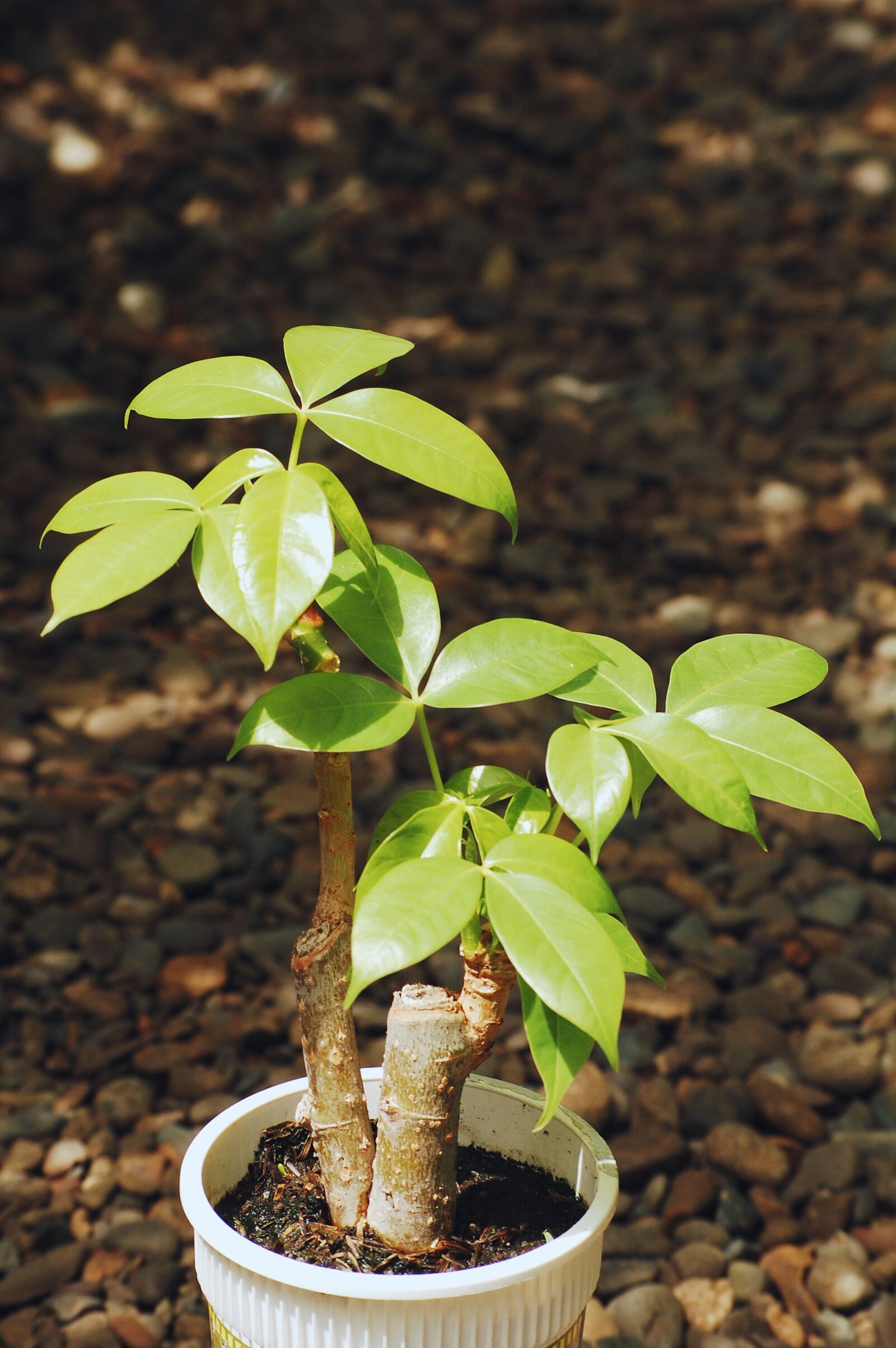 Nikon D40 sample photo. Money tree, plant, container photography