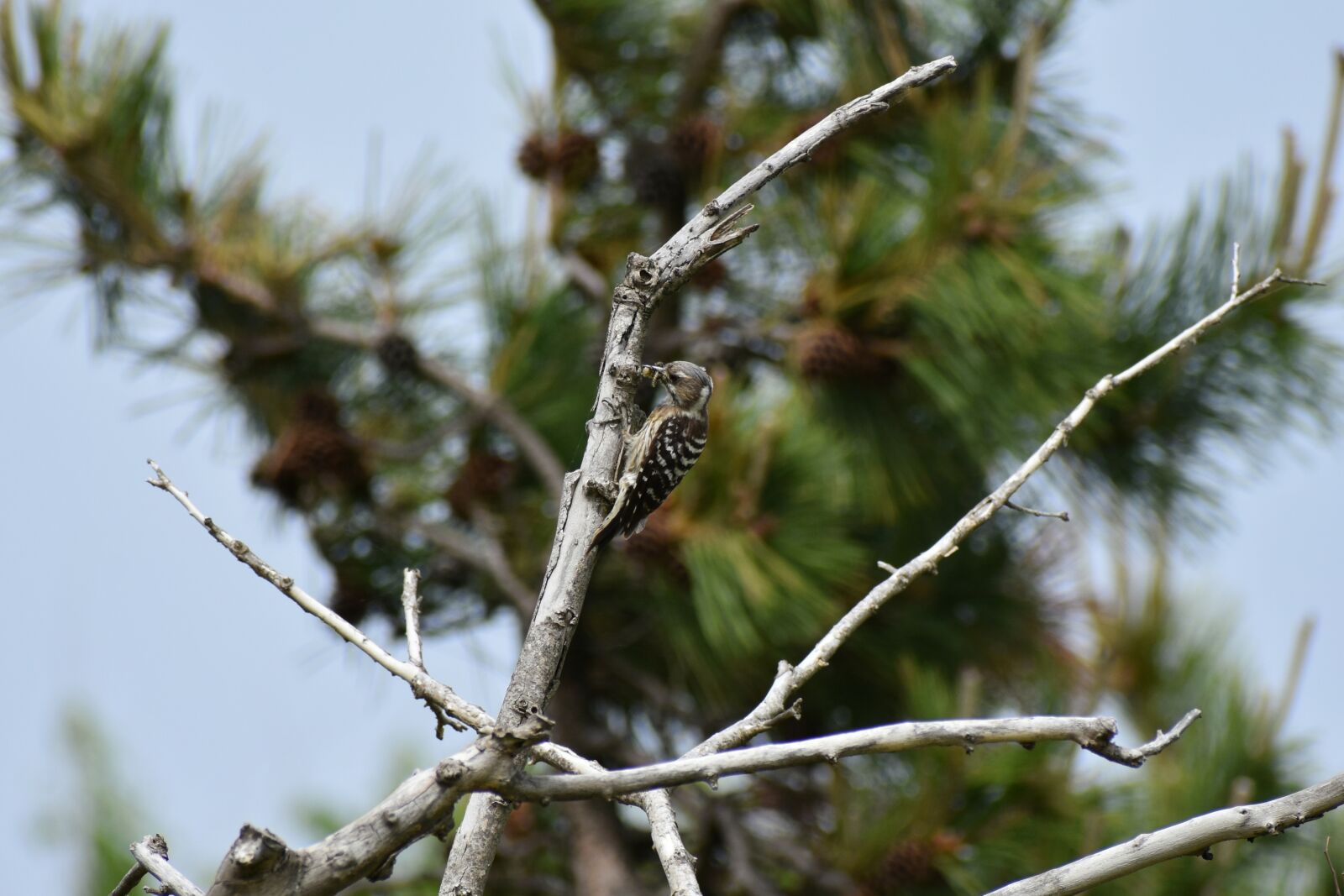 Nikon D7200 sample photo. Animal, forest, wood photography