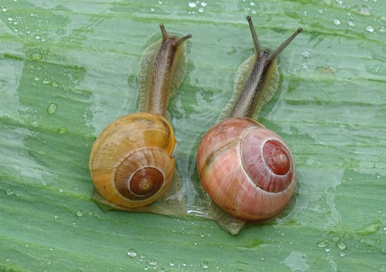 Sony Cyber-shot DSC-HX400V sample photo. Snail, shell, spiral photography