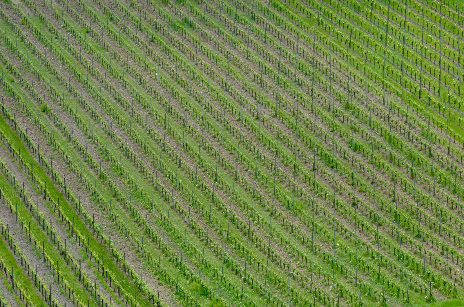 Nikon D5100 sample photo. Vineyard, vines, spring photography