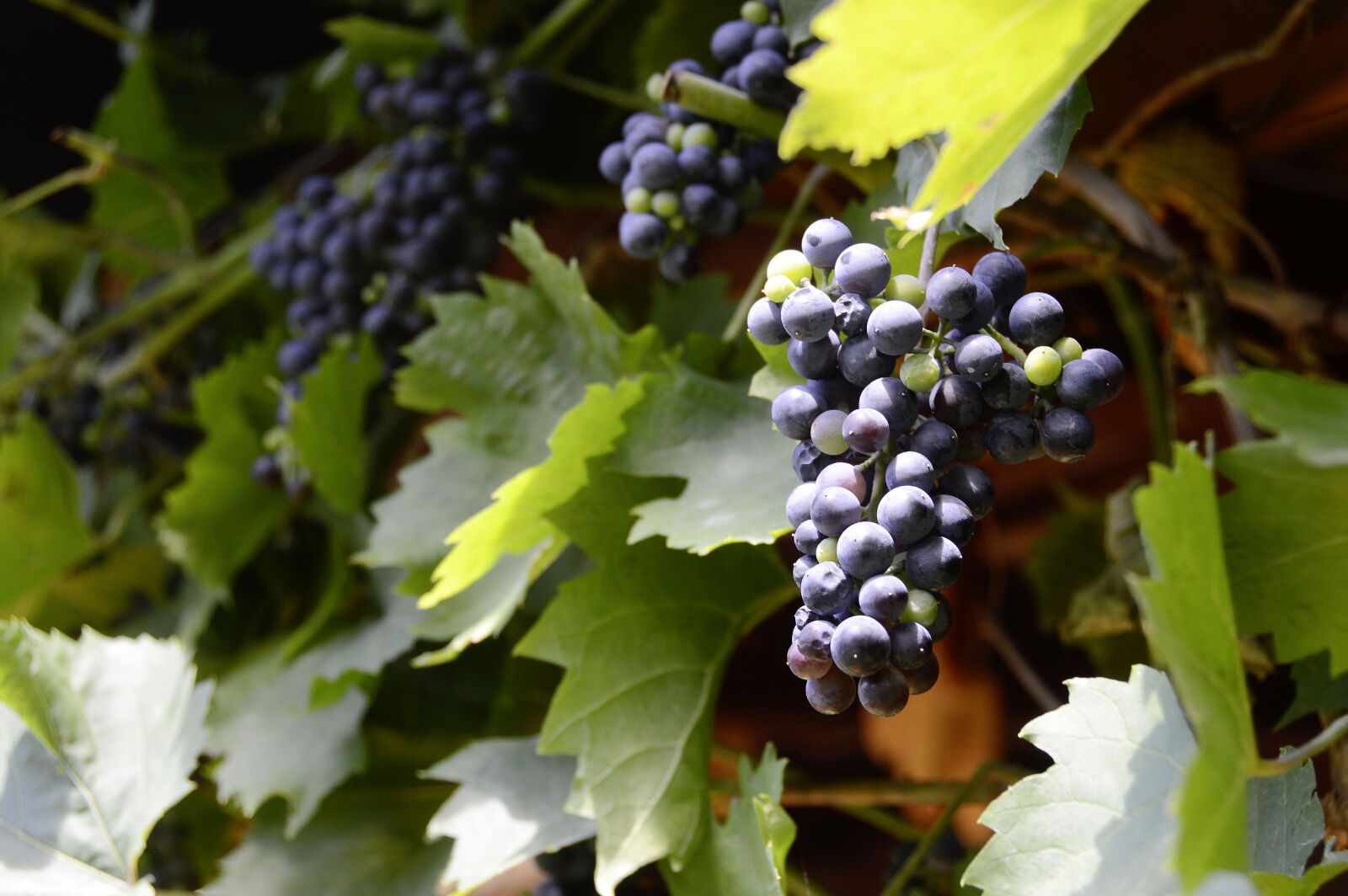 Nikon D3200 sample photo. Grapes, winegrowing, vine photography