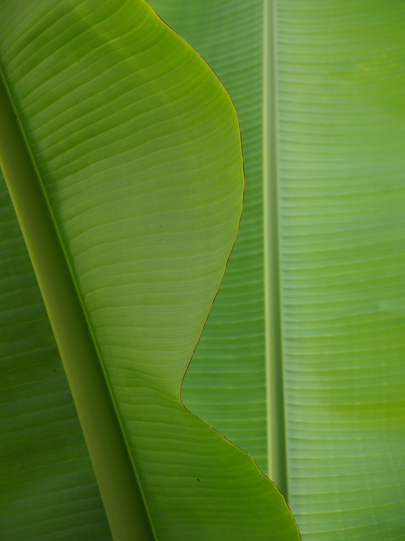 Olympus OM-D E-M1 + Olympus M.Zuiko Digital ED 12-40mm F2.8 Pro sample photo. Banana leaf, green, leaf photography