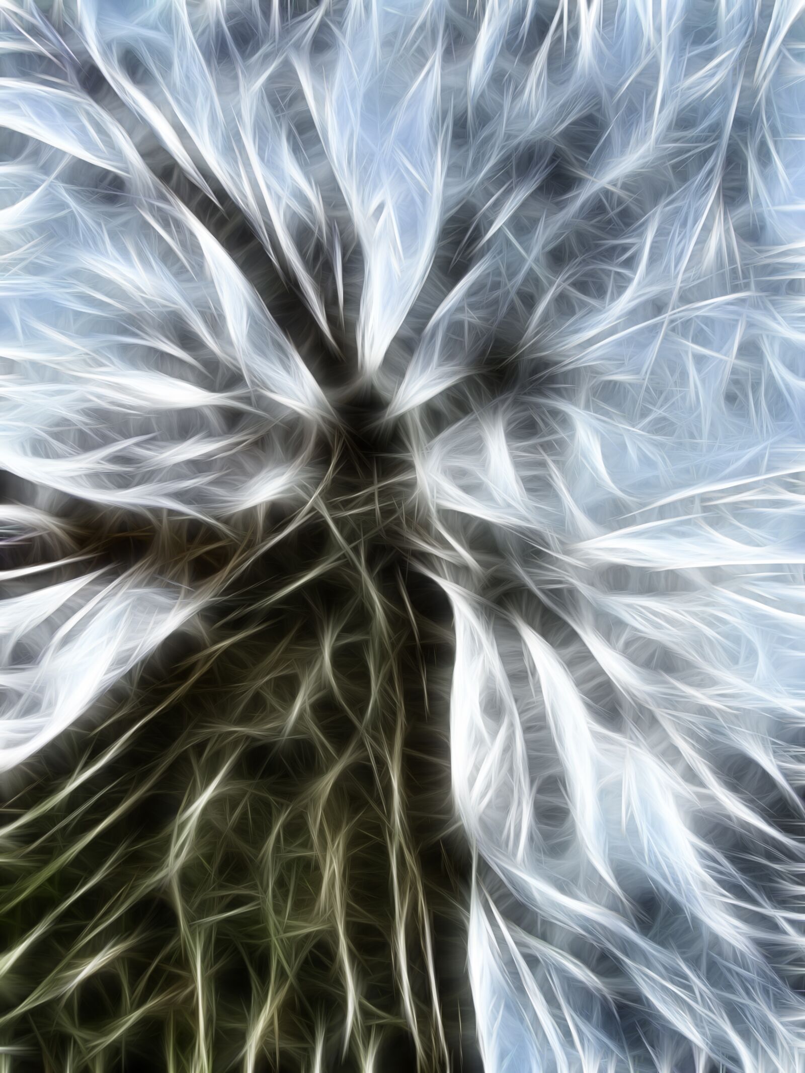 Canon PowerShot SX410 IS sample photo. Tree, abstract, pattern photography