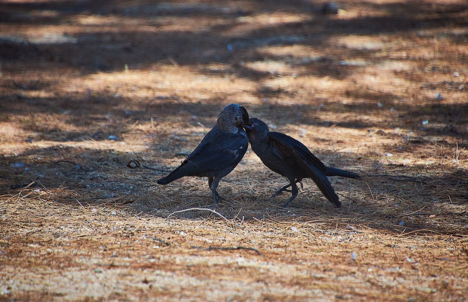 Nikon D7200 sample photo. Birds, animals, black photography