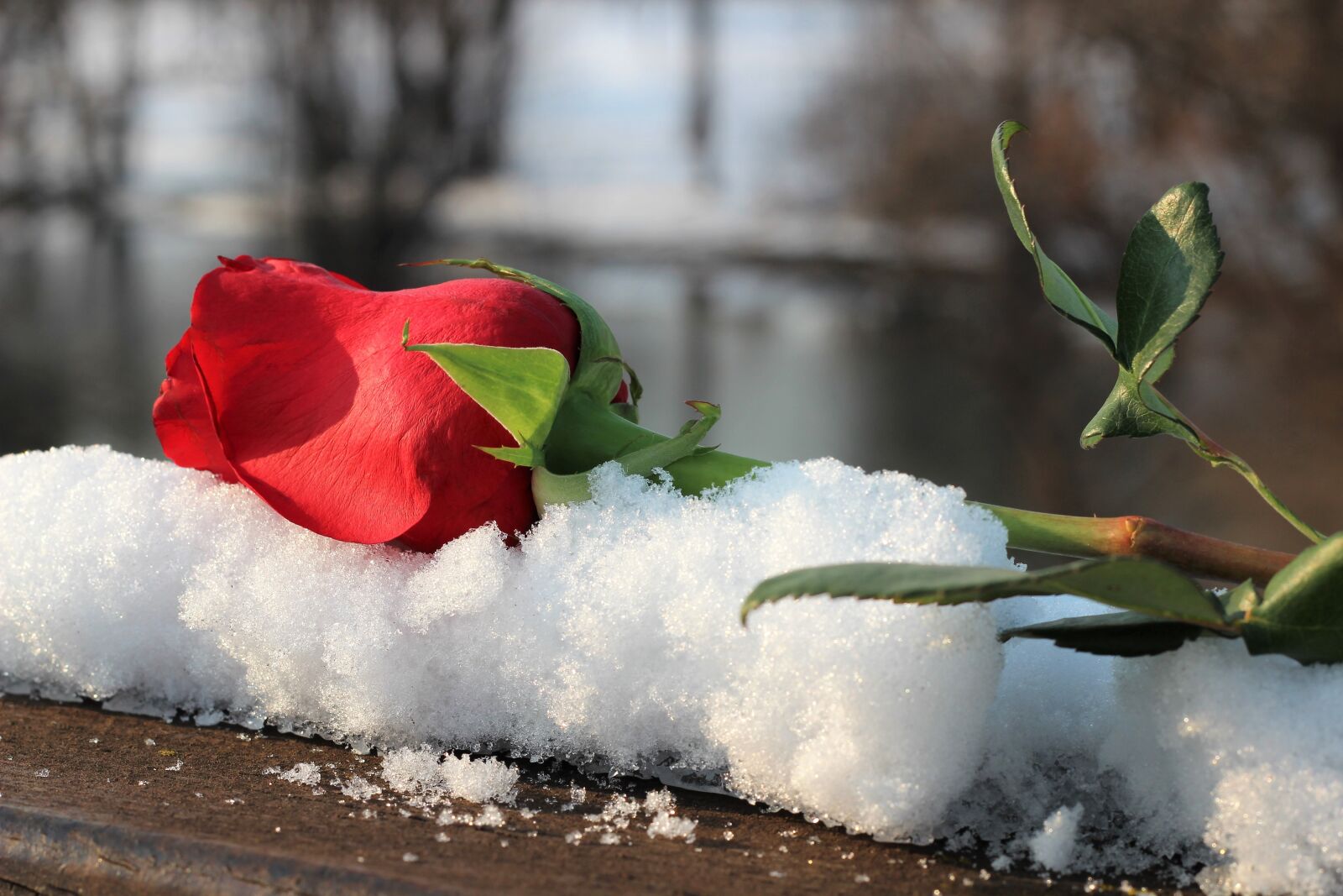 Canon EOS 600D (Rebel EOS T3i / EOS Kiss X5) + Canon EF 50mm F1.8 II sample photo. Red rose on bridge photography