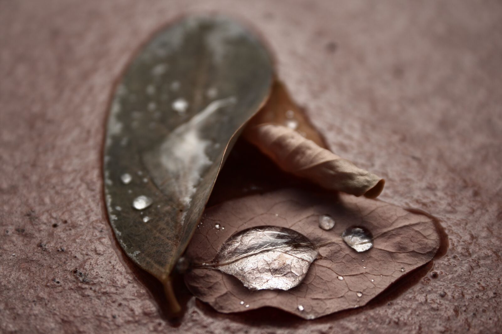 Canon EOS 1000D (EOS Digital Rebel XS / EOS Kiss F) sample photo. Leaf, drop, water photography