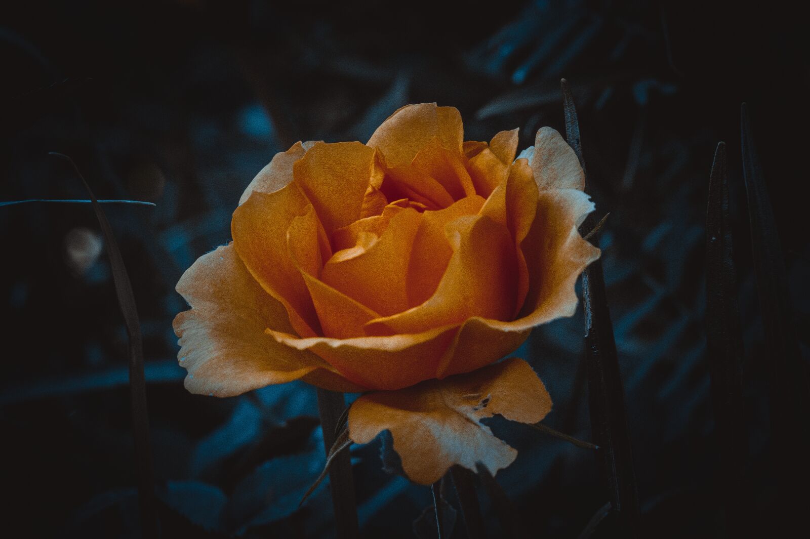 Sony 85mm F2.8 SAM sample photo. Rose, yellow, flower photography