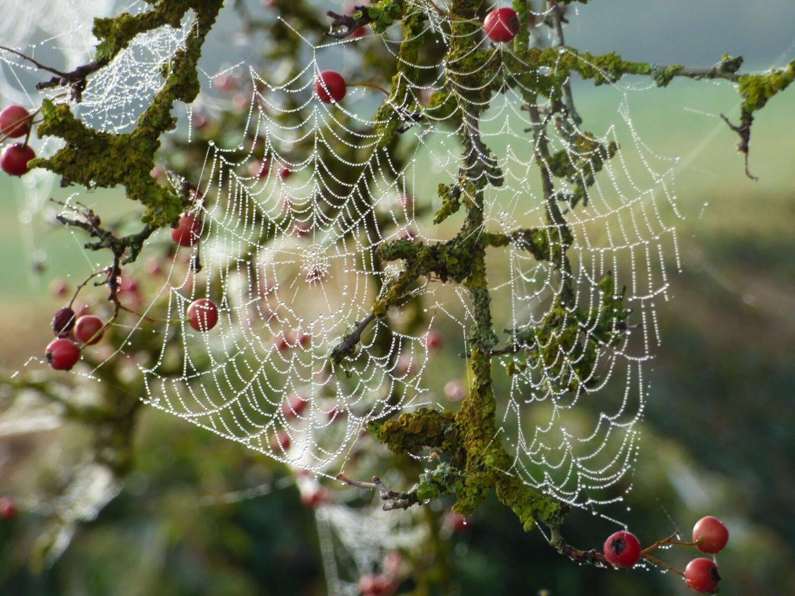 Panasonic DMC-FZ72 sample photo. Canvas, spider, nature photography