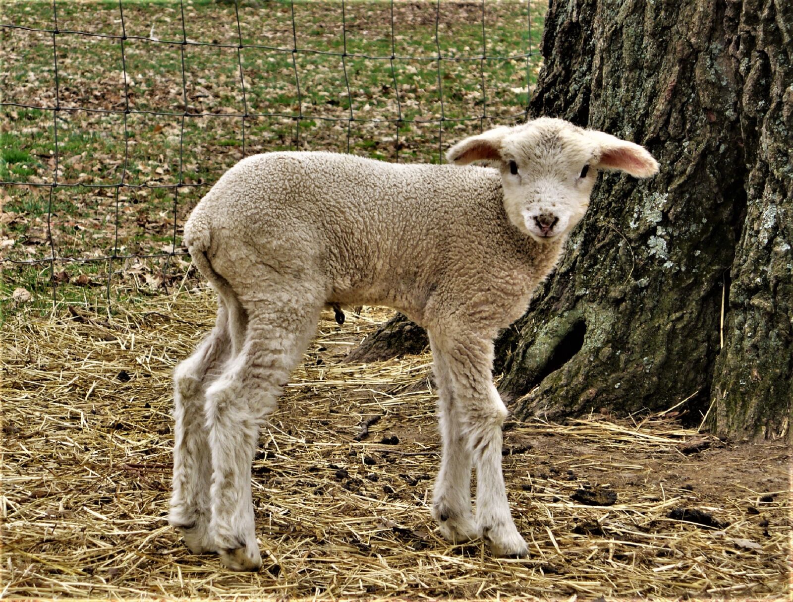 Panasonic DMC-LZ5 sample photo. Lamb, animal, sheep photography