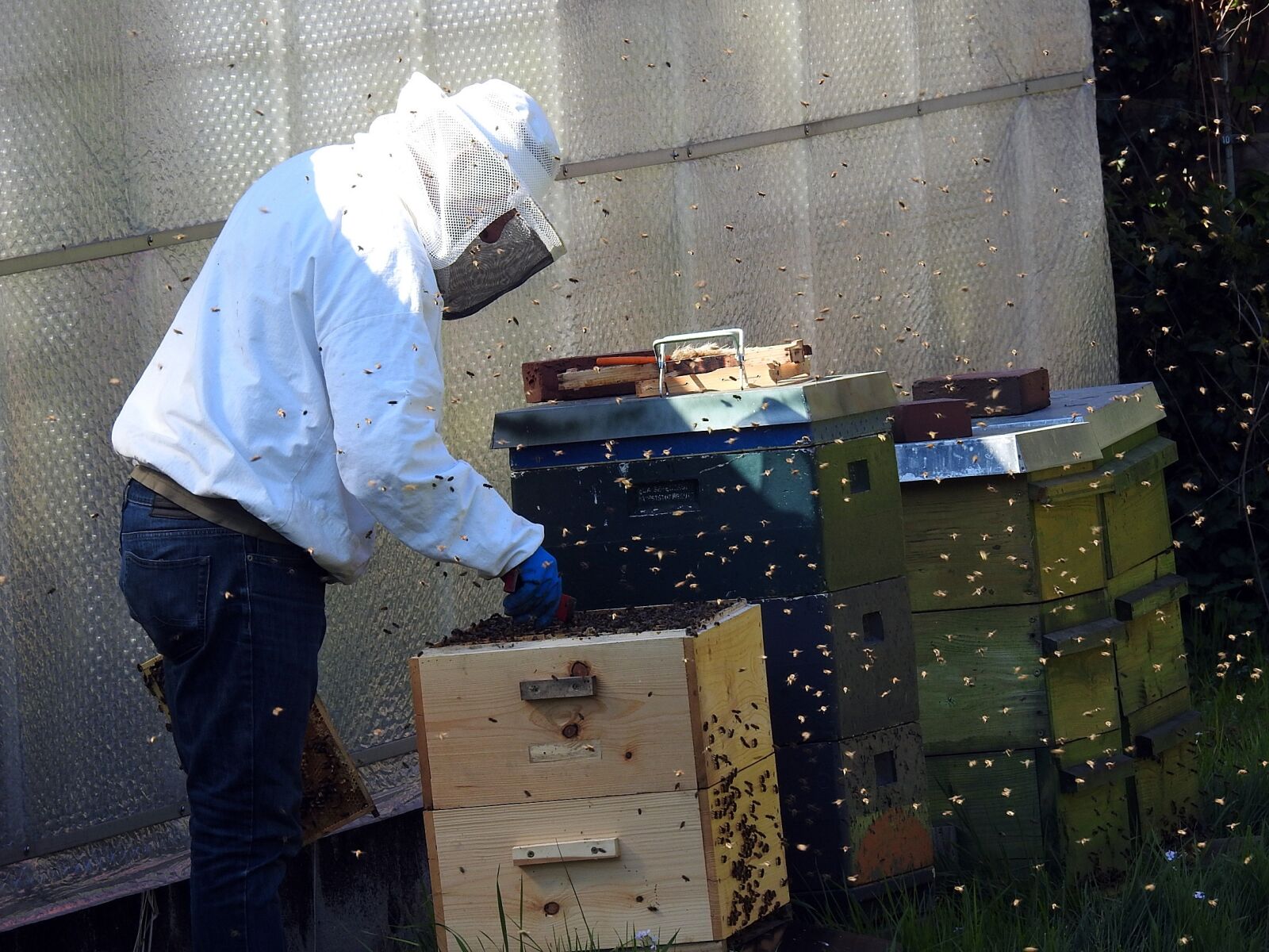 Nikon Coolpix P900 sample photo. Beekeeper, bees, bee hives photography
