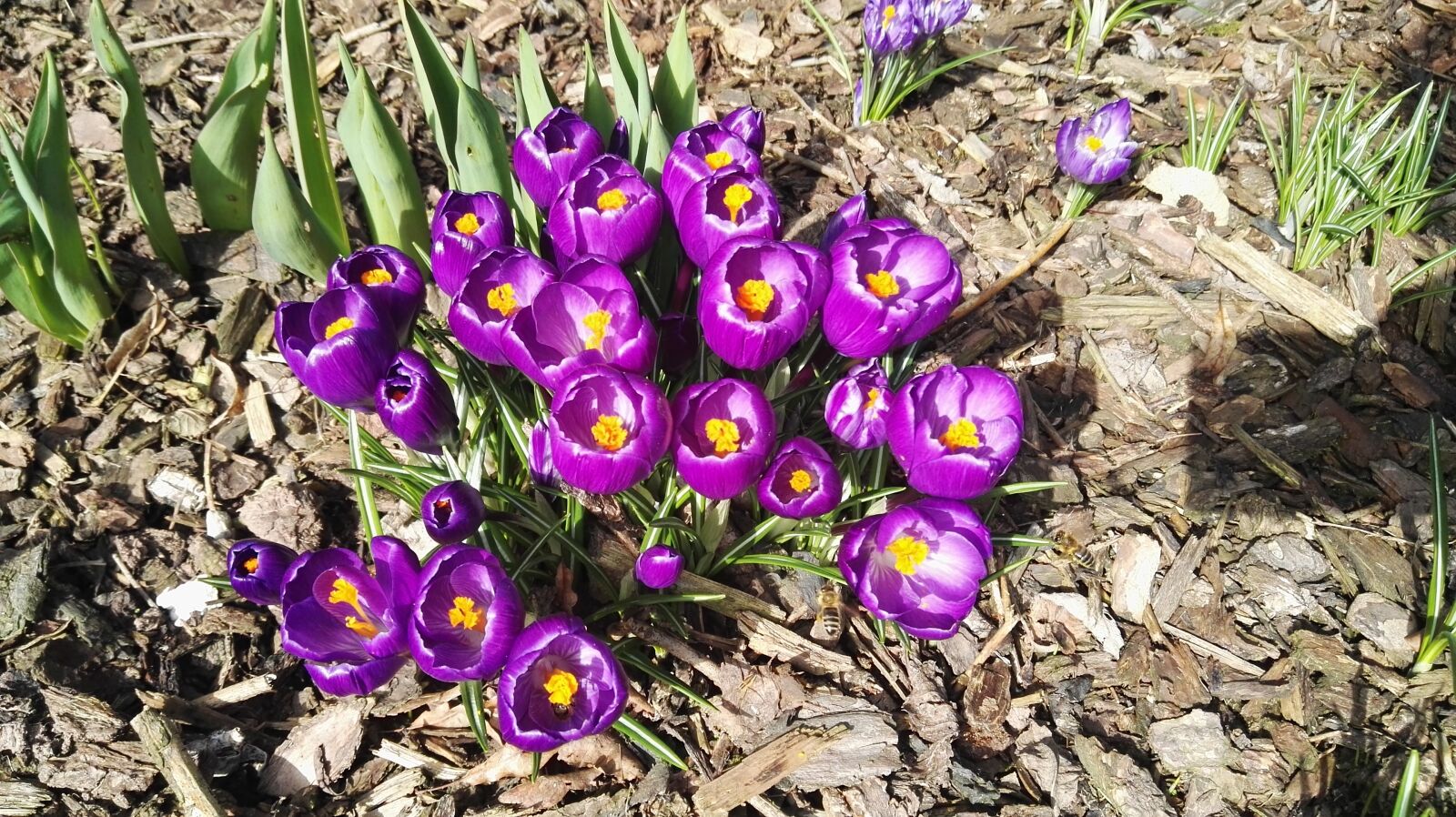 HUAWEI P8 sample photo. Purple, flowers photography