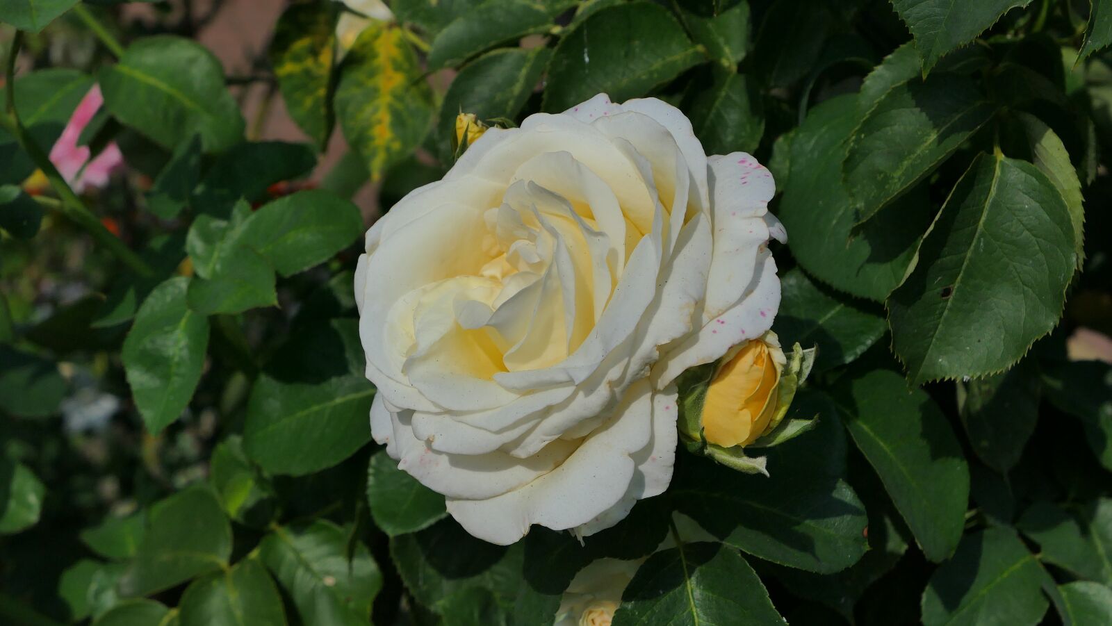 Panasonic Lumix DMC-LX10 (Lumix DMC-LX15) sample photo. Rose, white, flower photography
