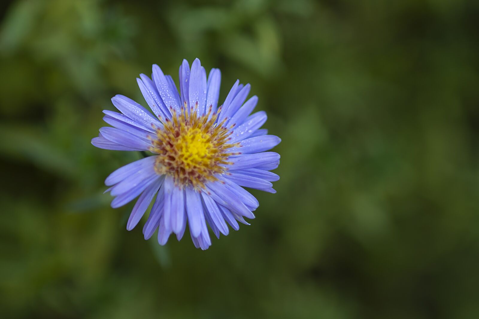 Nikon D7500 sample photo. Aster, flower, plant photography
