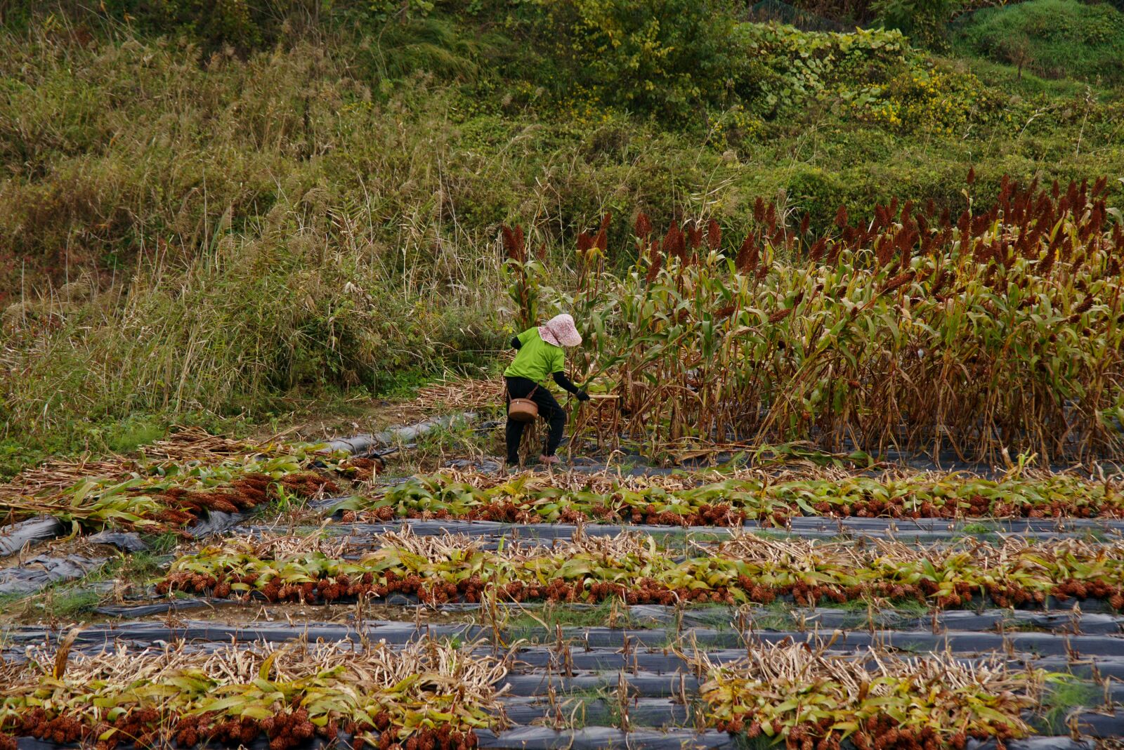 Sony Alpha DSLR-A850 sample photo. Harvest, fall, thanksgiving photography