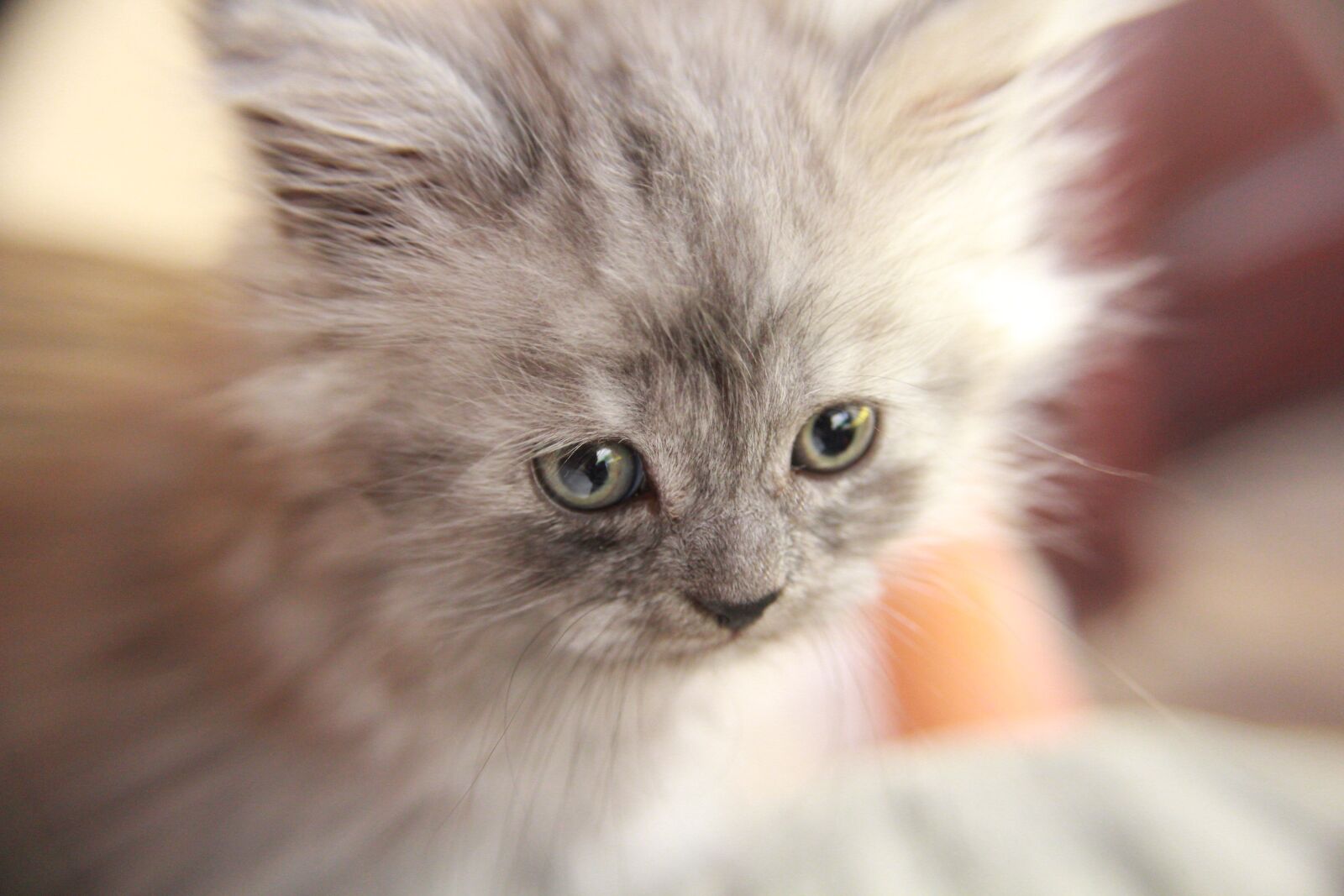 Canon EOS 1300D (EOS Rebel T6 / EOS Kiss X80) sample photo. Cat, feline, pet photography