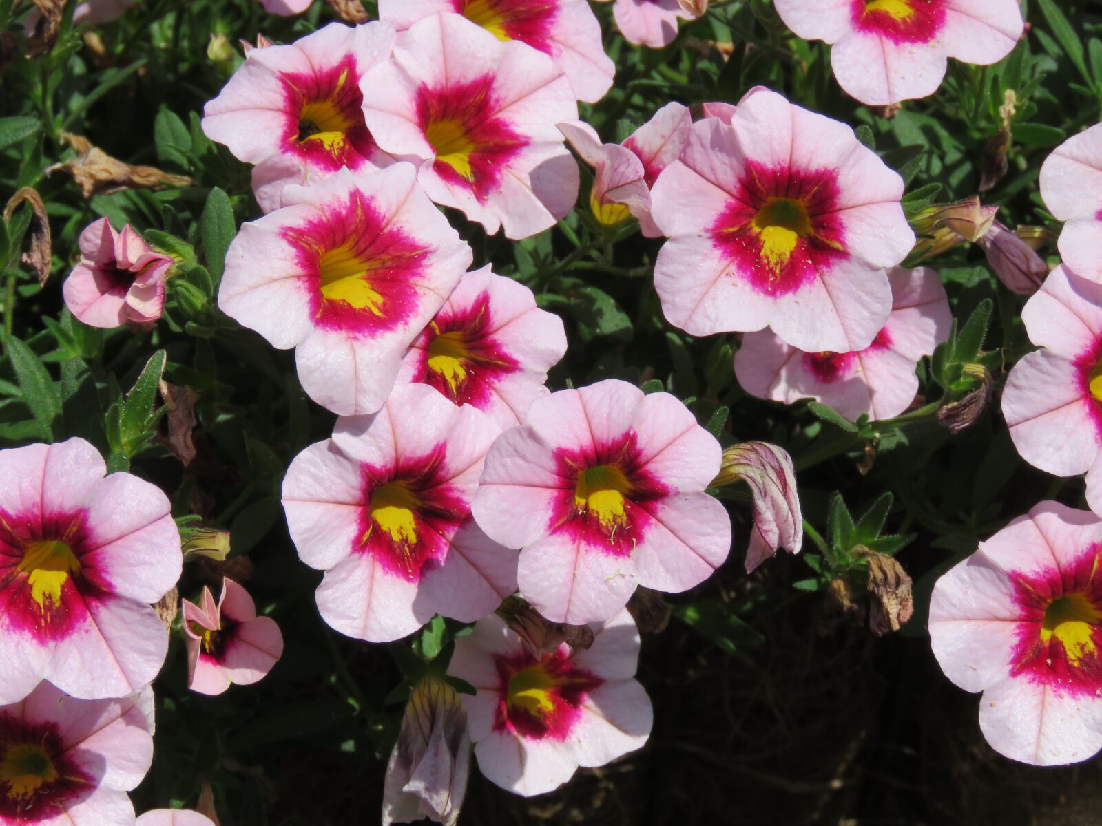 Canon PowerShot SX60 HS sample photo. Pink petunias- looking good photography