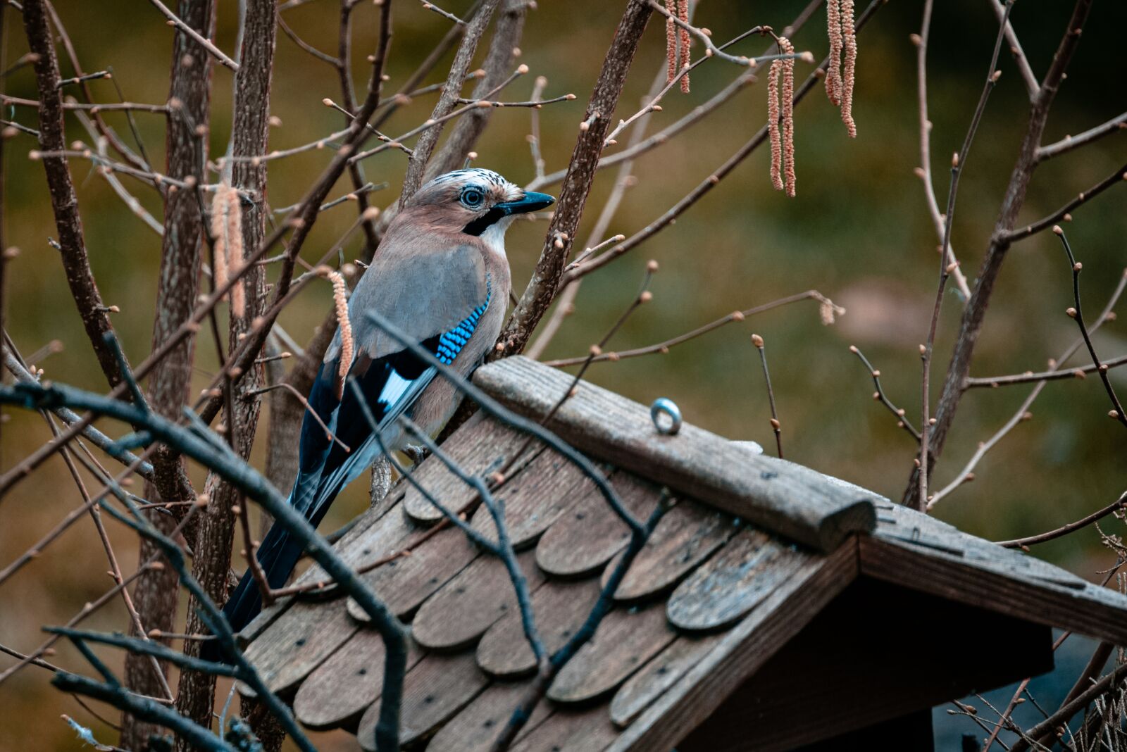 Nikon D750 sample photo. Jay, bird, animal world photography