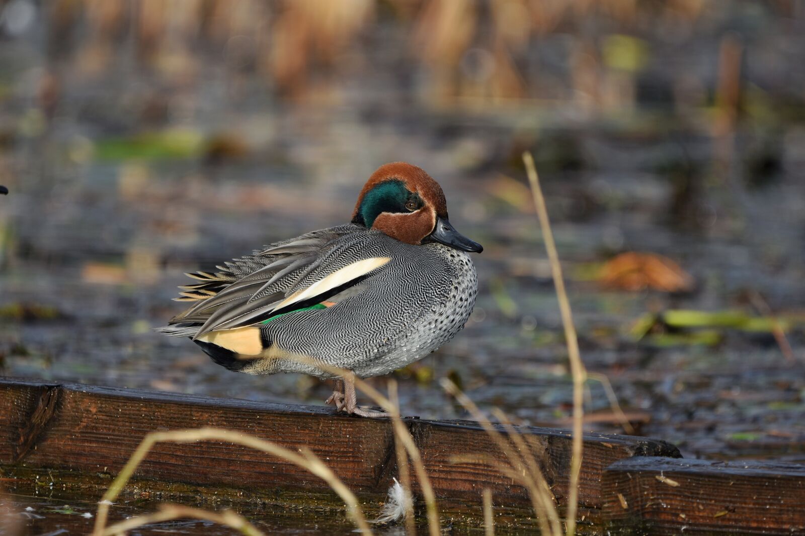 Nikon D7200 sample photo. Animal, pond, water photography