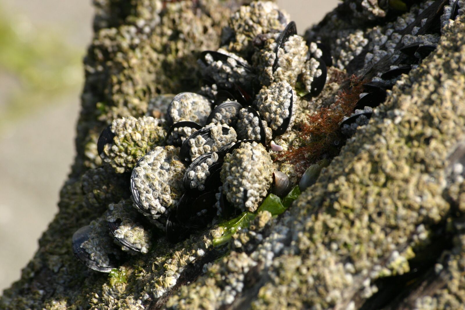 Canon EOS 300D (EOS Digital Rebel / EOS Kiss Digital) sample photo. Mussels, shells, sea photography