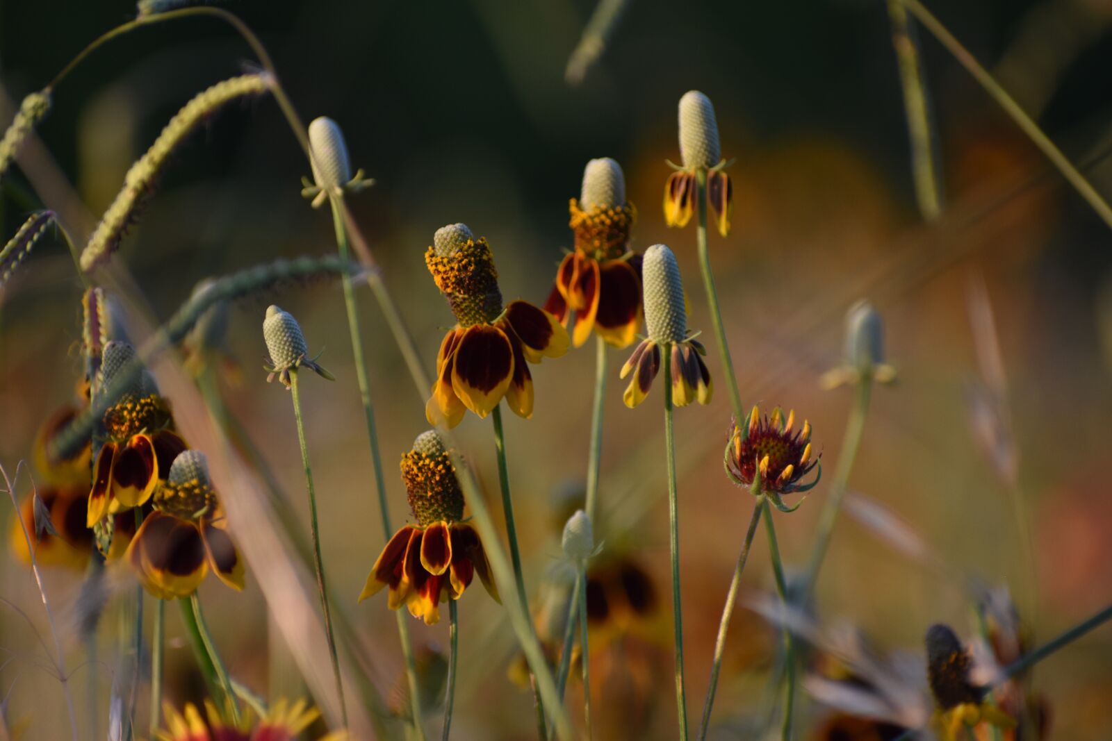 Nikon D7200 sample photo. Flower, nature, texas photography