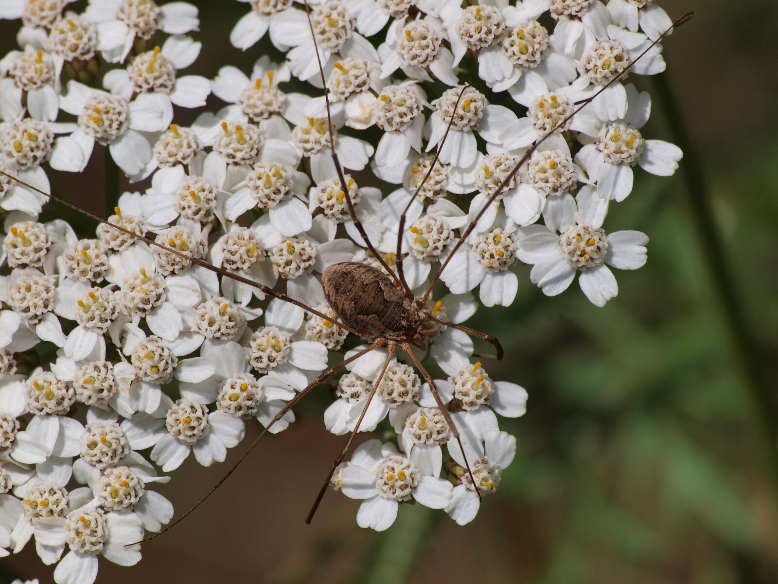 Olympus E-420 (EVOLT E-420) sample photo. Spider, opiliones, opilions photography