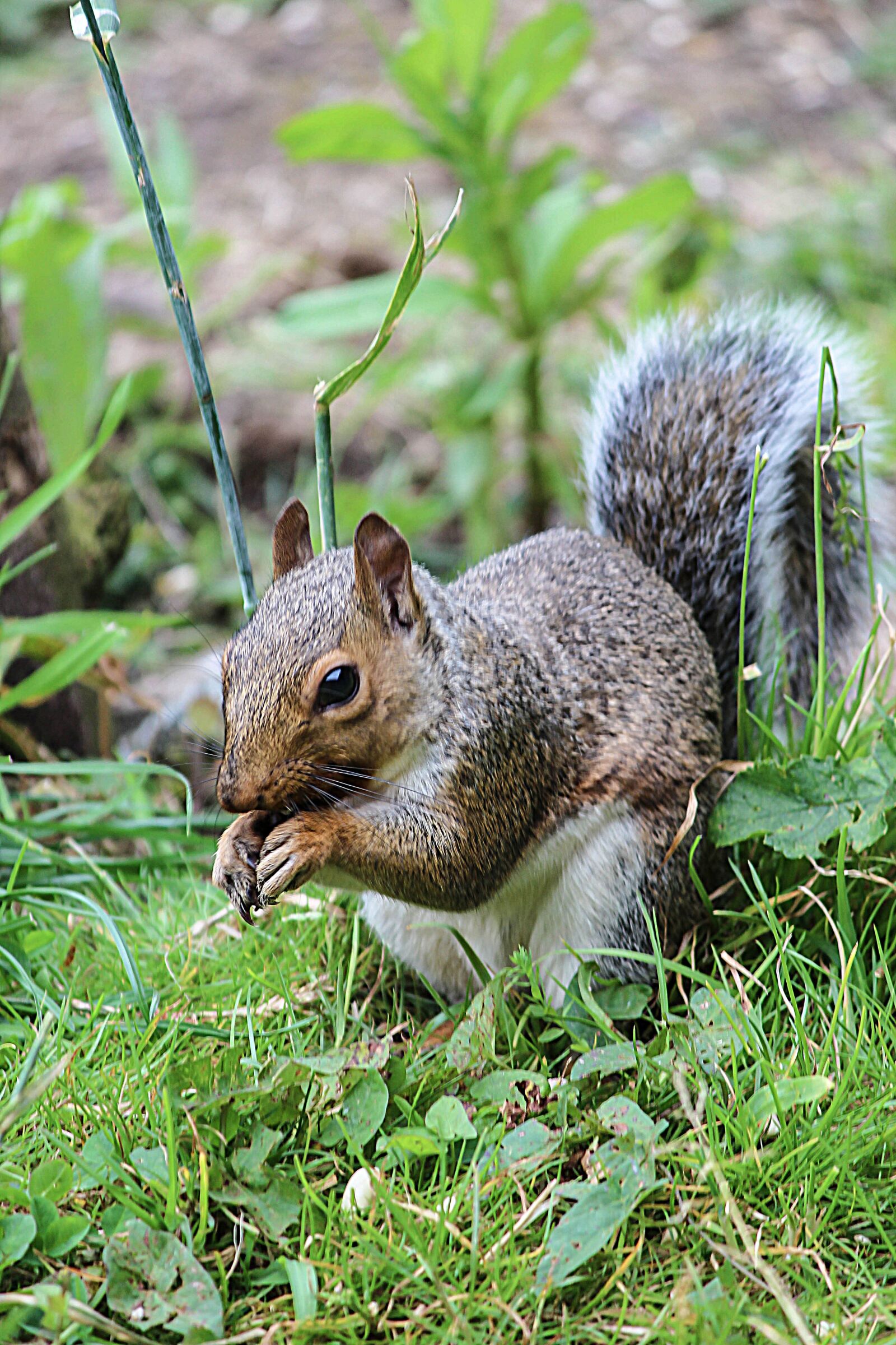 Canon EOS 600D (Rebel EOS T3i / EOS Kiss X5) sample photo. Squirrel, wildlife, nature photography