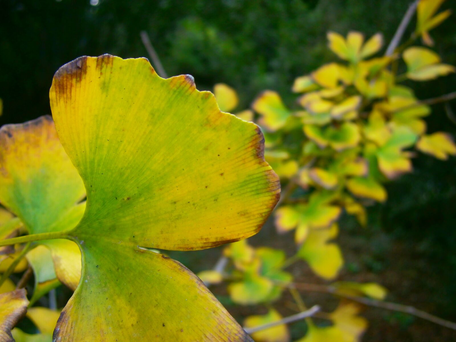 Olympus VG120,D705 sample photo. Foliage, green leaves, yellow photography