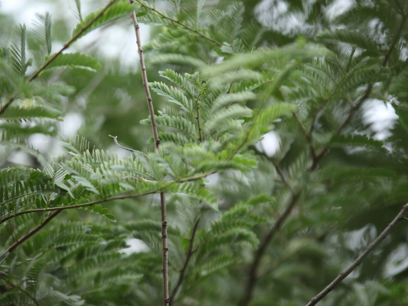 Canon EOS 700D (EOS Rebel T5i / EOS Kiss X7i) sample photo