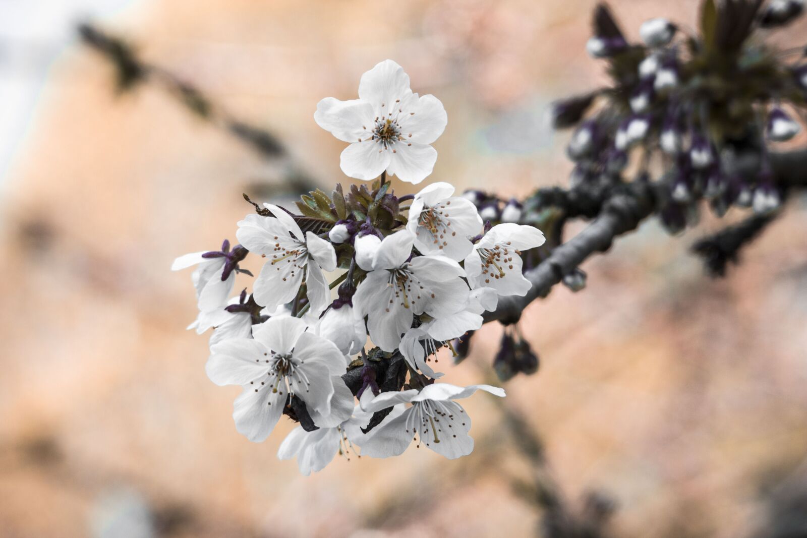 Canon EOS M sample photo. Cherry blossoms, white flower photography
