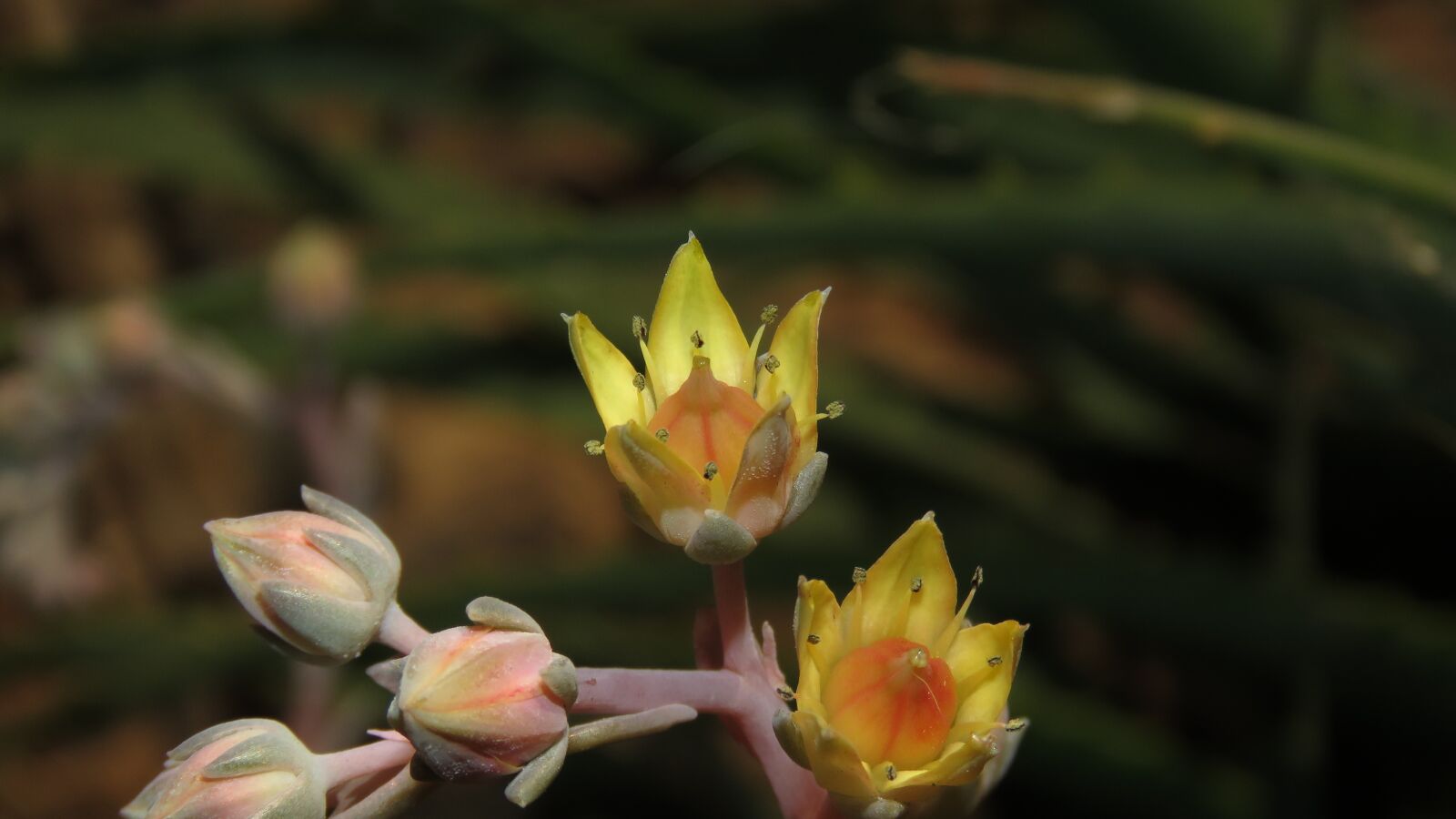 Canon PowerShot SX60 HS sample photo. Yellow, flower, colorful photography