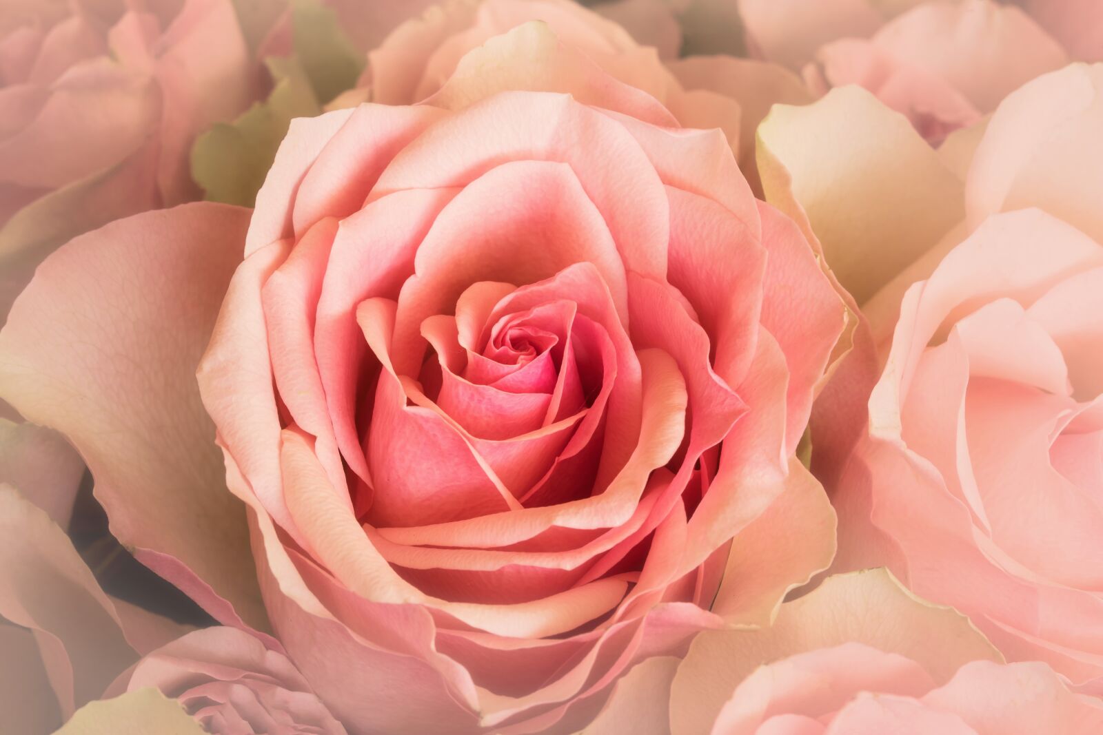 Canon EOS 7D Mark II sample photo. Nature, emotions, flowers photography