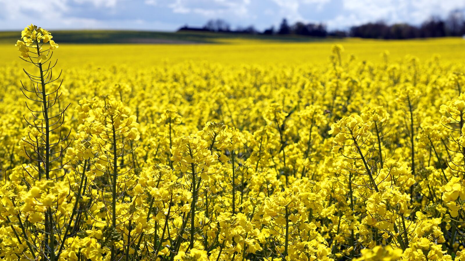 Sony E 55-210mm F4.5-6.3 OSS sample photo. Field, yellow, summer photography