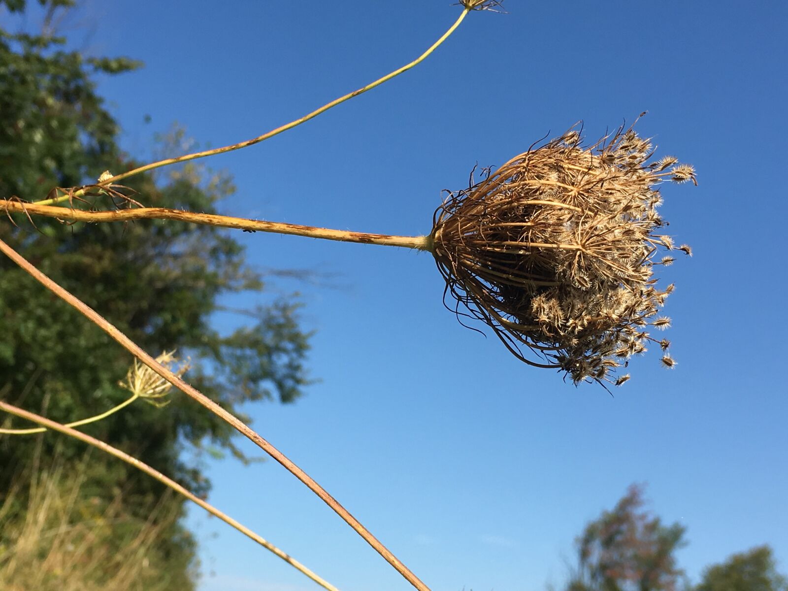 Apple iPhone 6s sample photo. Seeds, autumn, fall photography