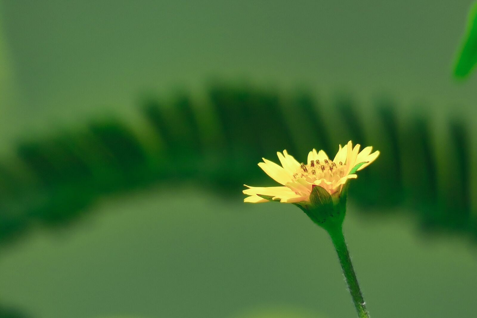 Canon PowerShot G3 X sample photo. Flower, plant, yellow flower photography