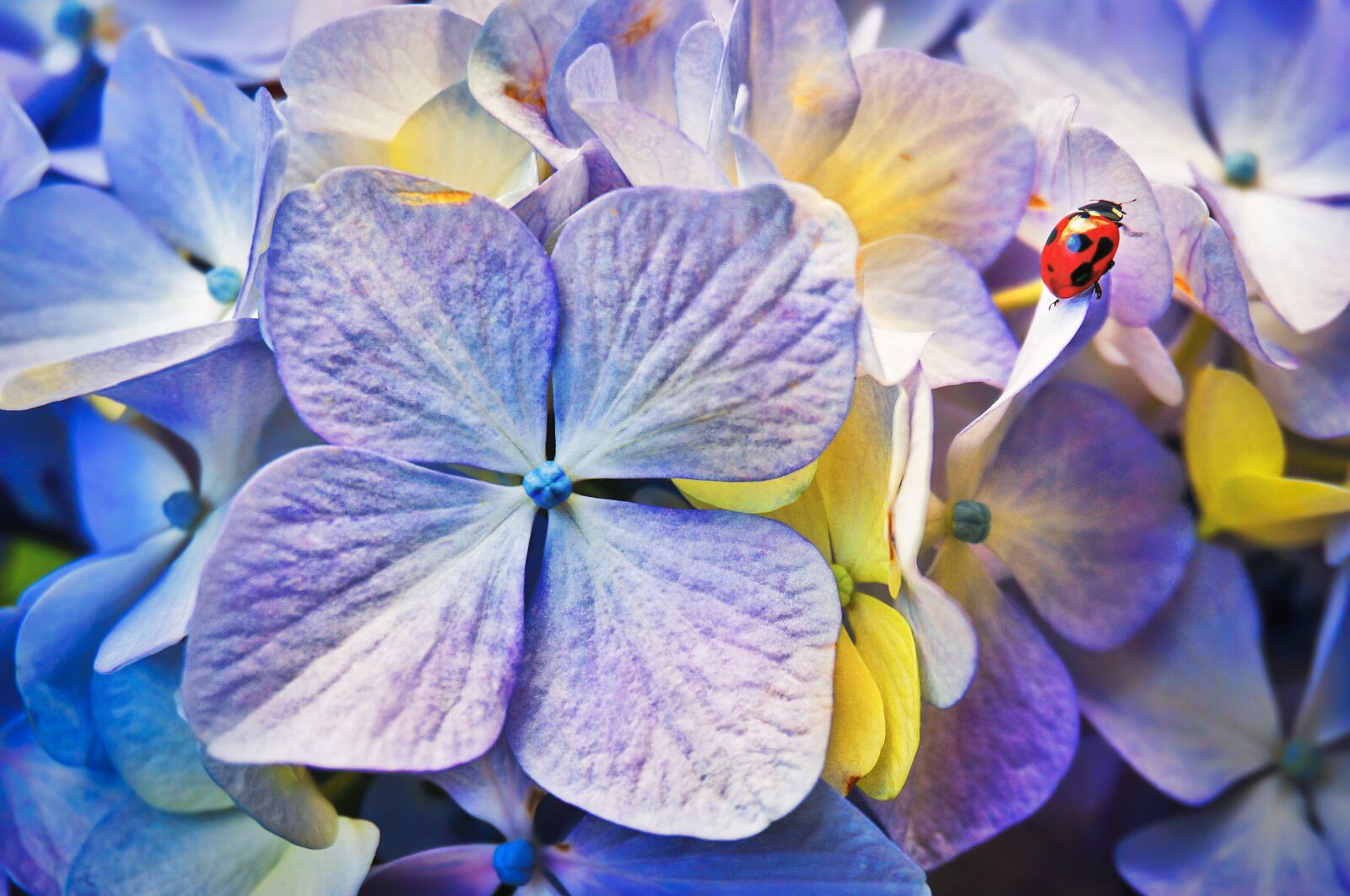 Sony Alpha NEX-5T sample photo. Ladybird, flowers, garden photography