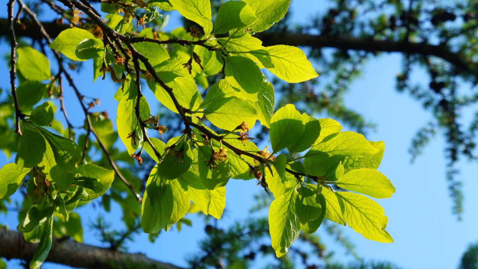 Sony Alpha a3000 + Sony E 18-55mm F3.5-5.6 OSS sample photo. Nature, plants, green photography