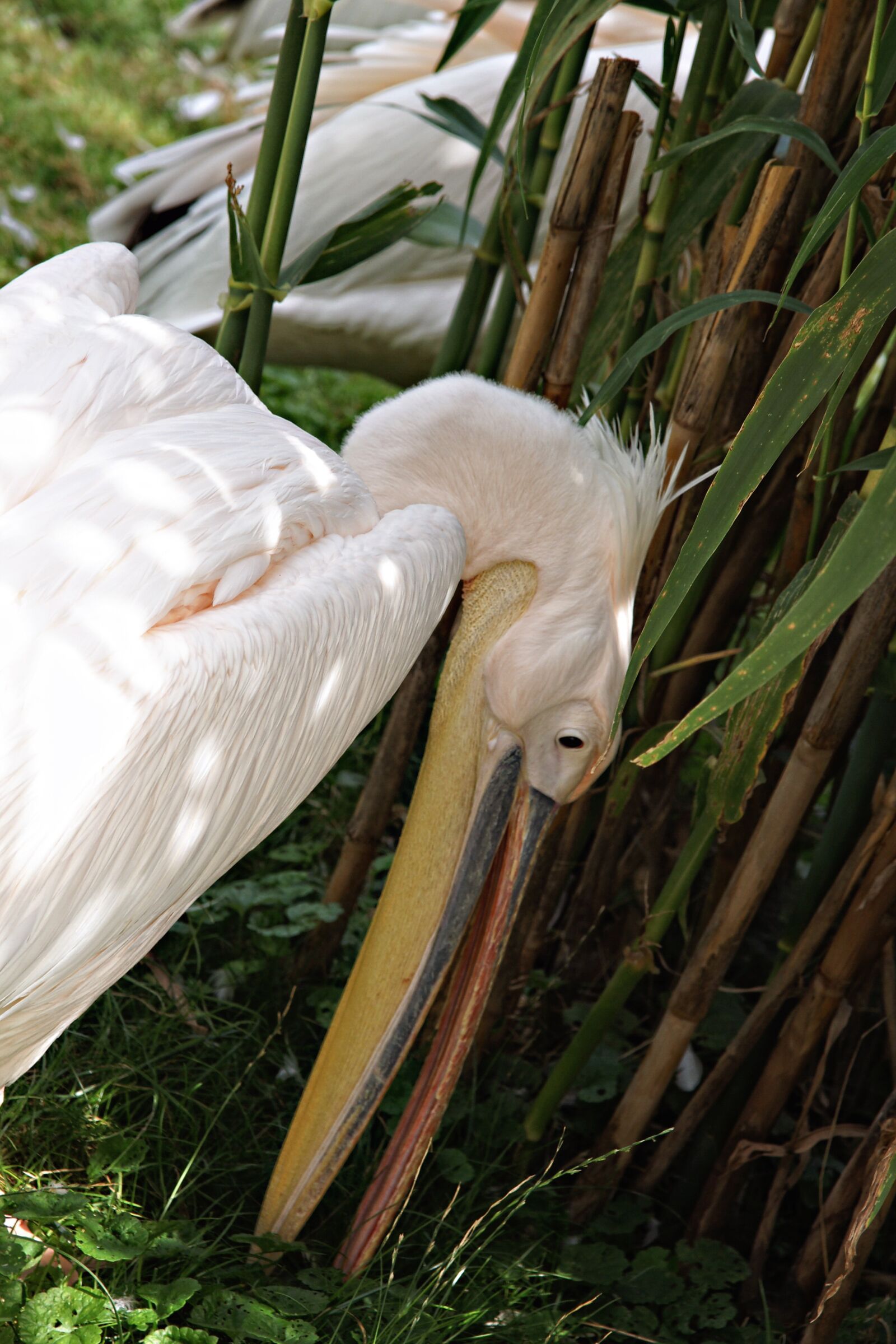 Sony Alpha DSLR-A700 sample photo. Pelikan, bird, animal photography