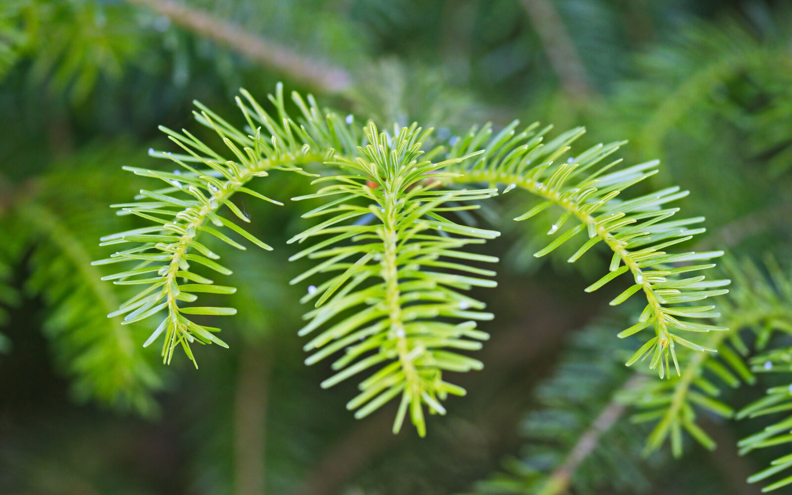 Nikon D5300 sample photo. Twig, small, brad photography