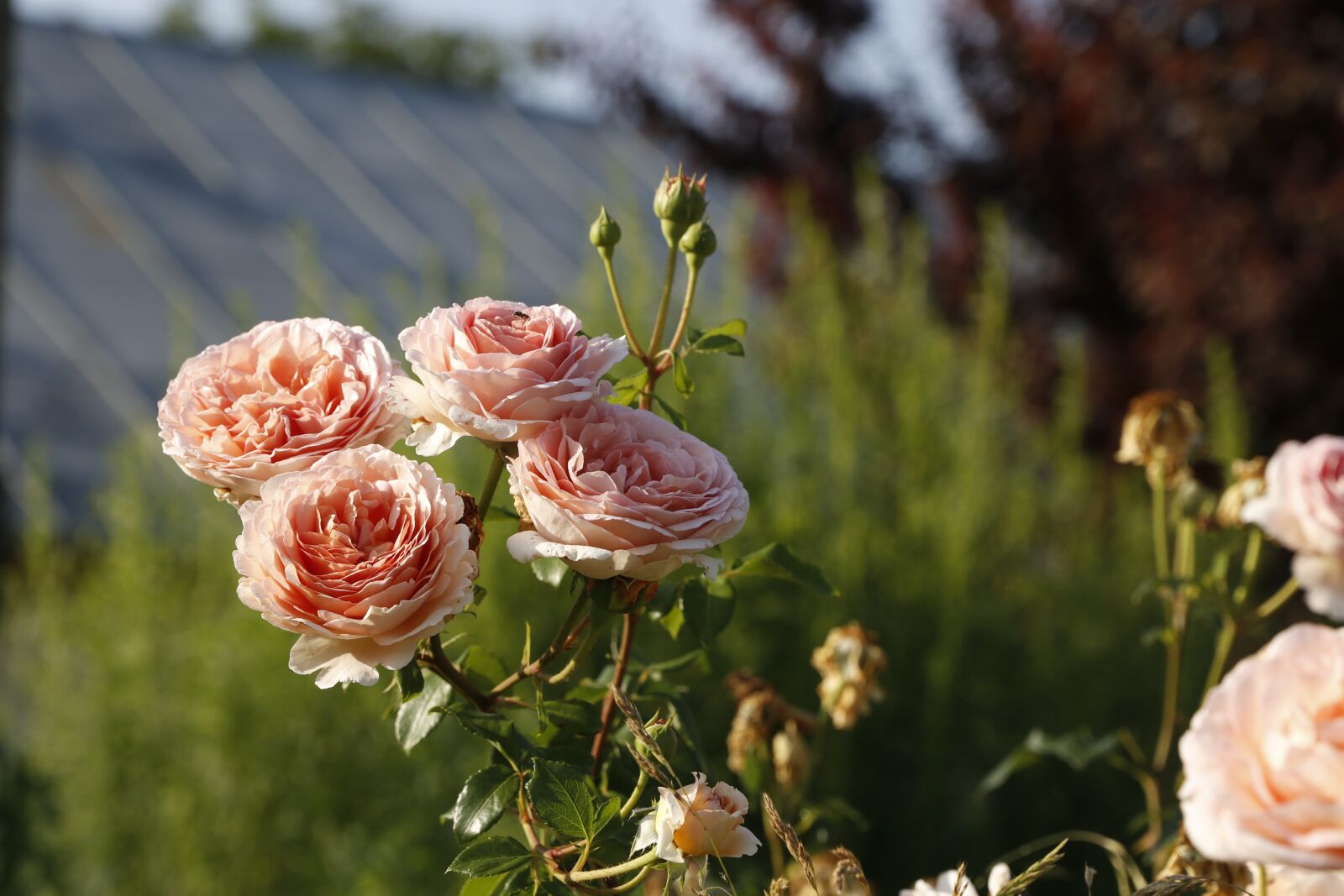 Canon EOS 80D + Canon EF 24-70mm F2.8L II USM sample photo. Roses, flowers, cream photography