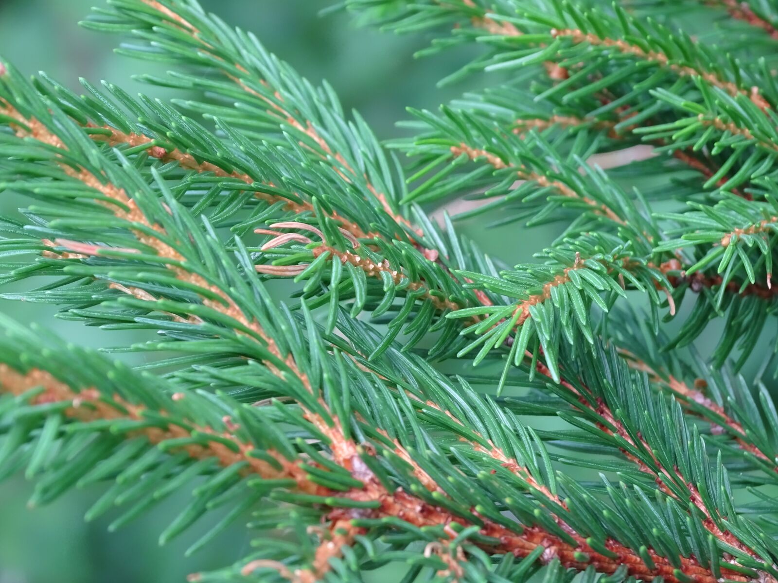 Sony Cyber-shot DSC-HX400V sample photo. Tree, fir tree, tannenzweig photography