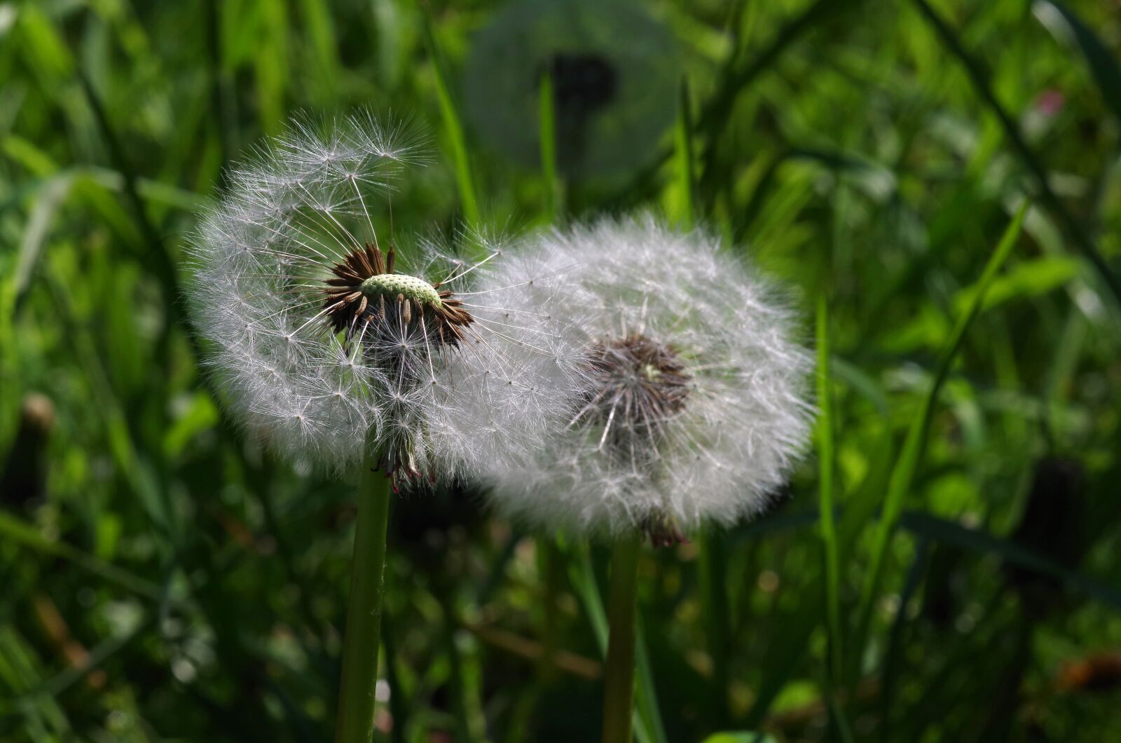 Pentax K-30 sample photo. Dandelion, flower meadow, meadow photography