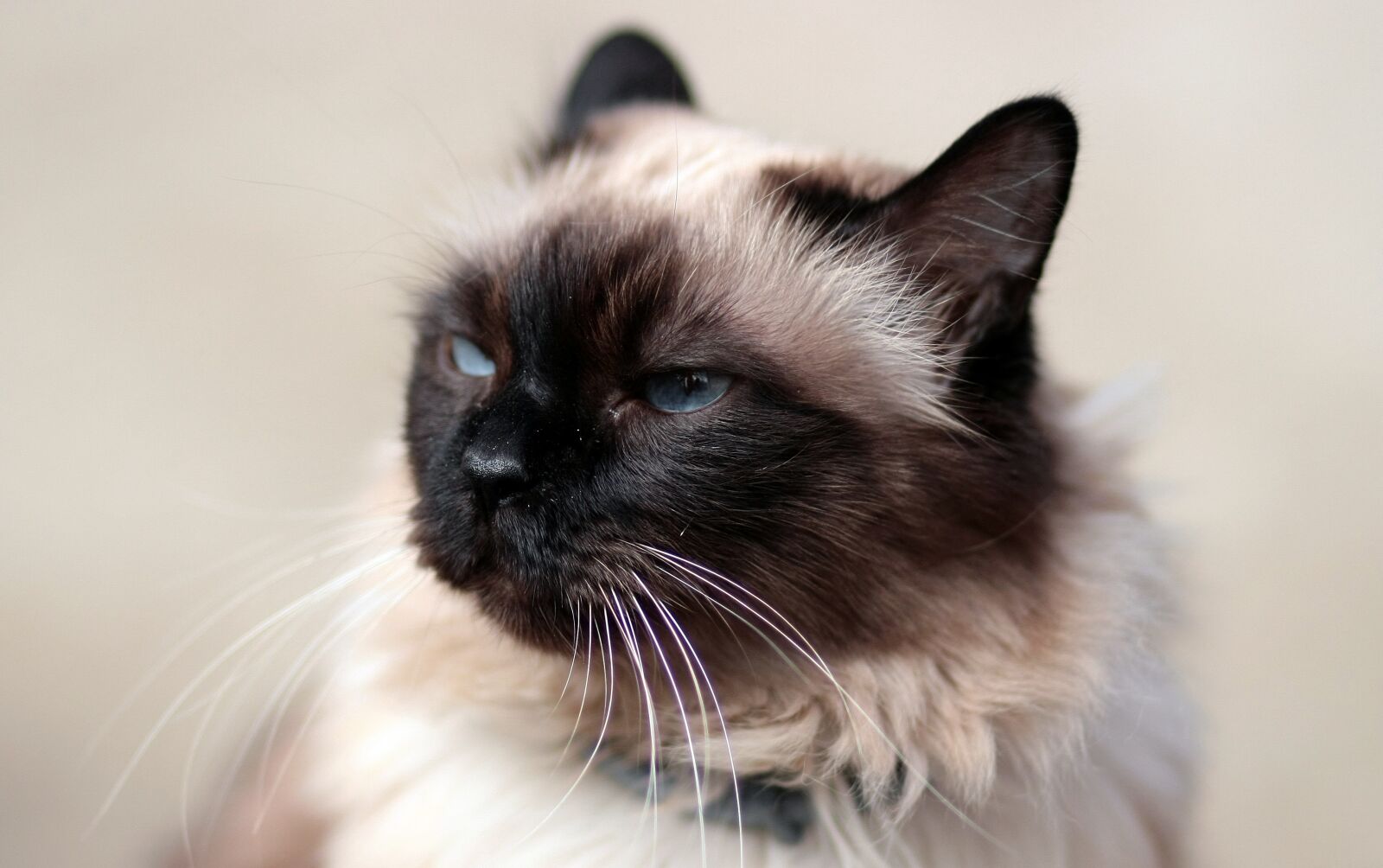 Canon EOS 450D (EOS Rebel XSi / EOS Kiss X2) sample photo. Cat, siamese, fat photography
