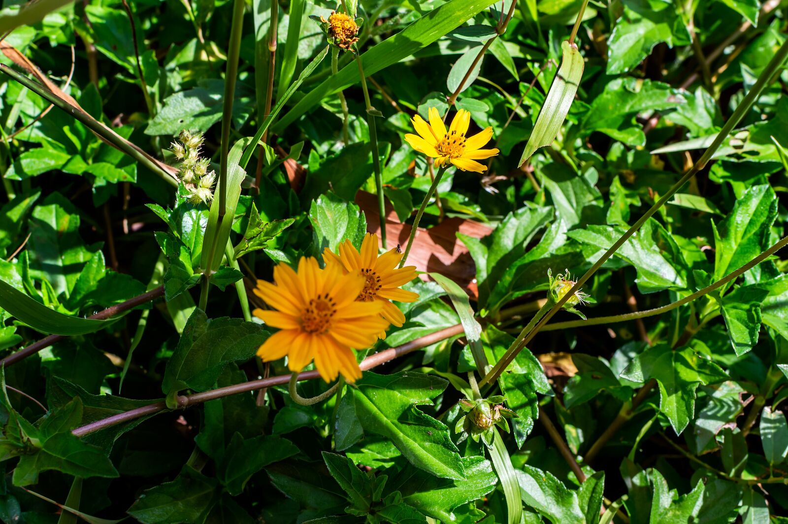 Nikon D3200 sample photo. Sphagneticola trilobata, flower, yellow photography